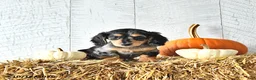 Miniature Dachshund dogs for sale: Milo - Ad 3