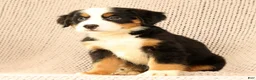 Bernese Mountain Dog dogs for sale: Cassie - Ad 8