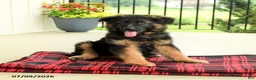 German Shepherd dogs for sale: Rownan - Ad 5