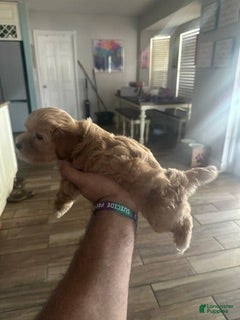 Mixed Breed dogs Mixed Breed 4 - Ad 2