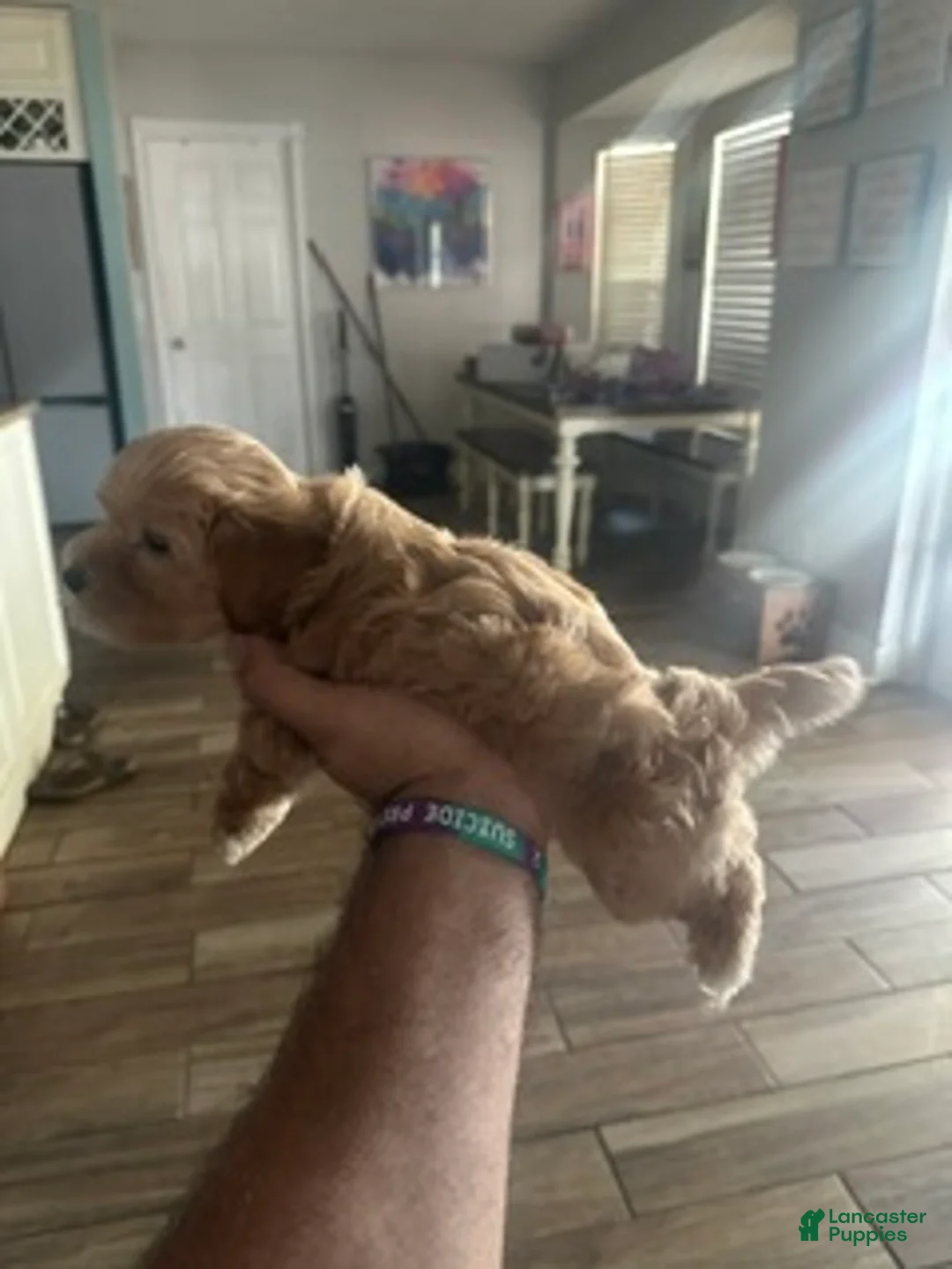 Mixed Breed dogs for sale: Mixed Breed 4 - Ad 2