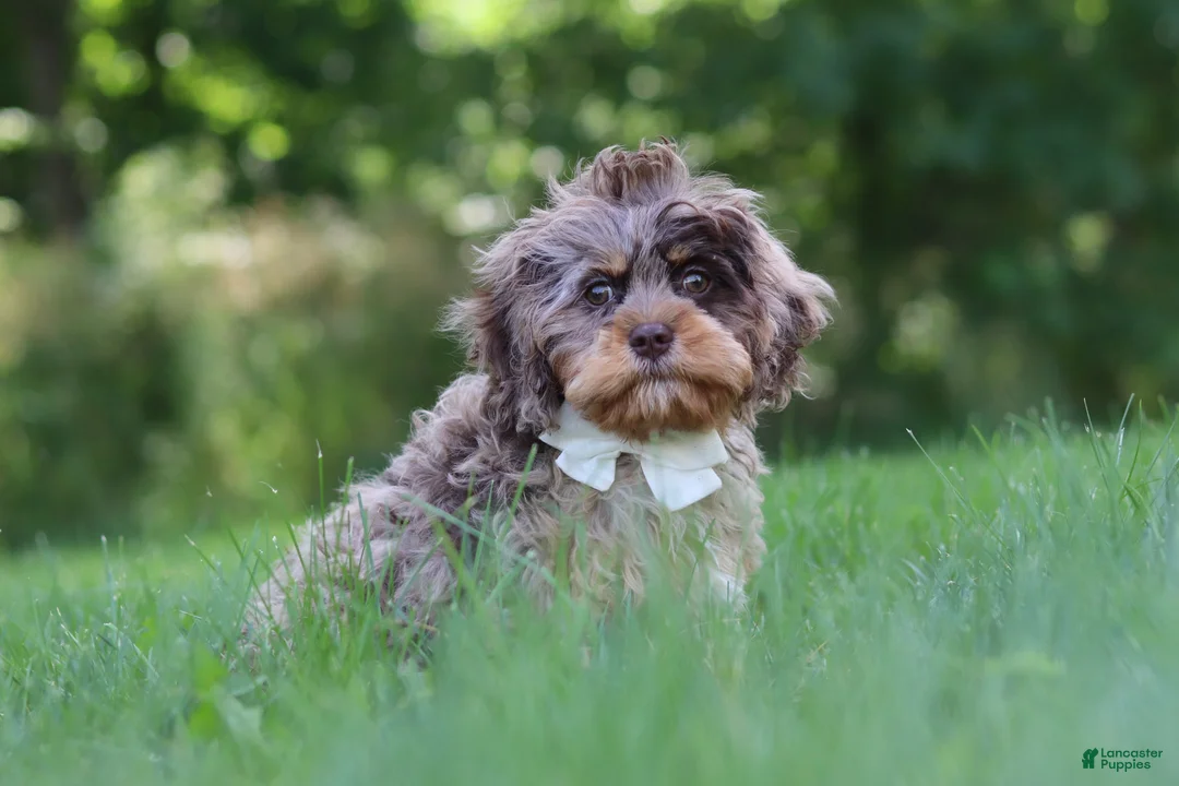 Cavapoo dogs for sale: Skipper - Ad 1