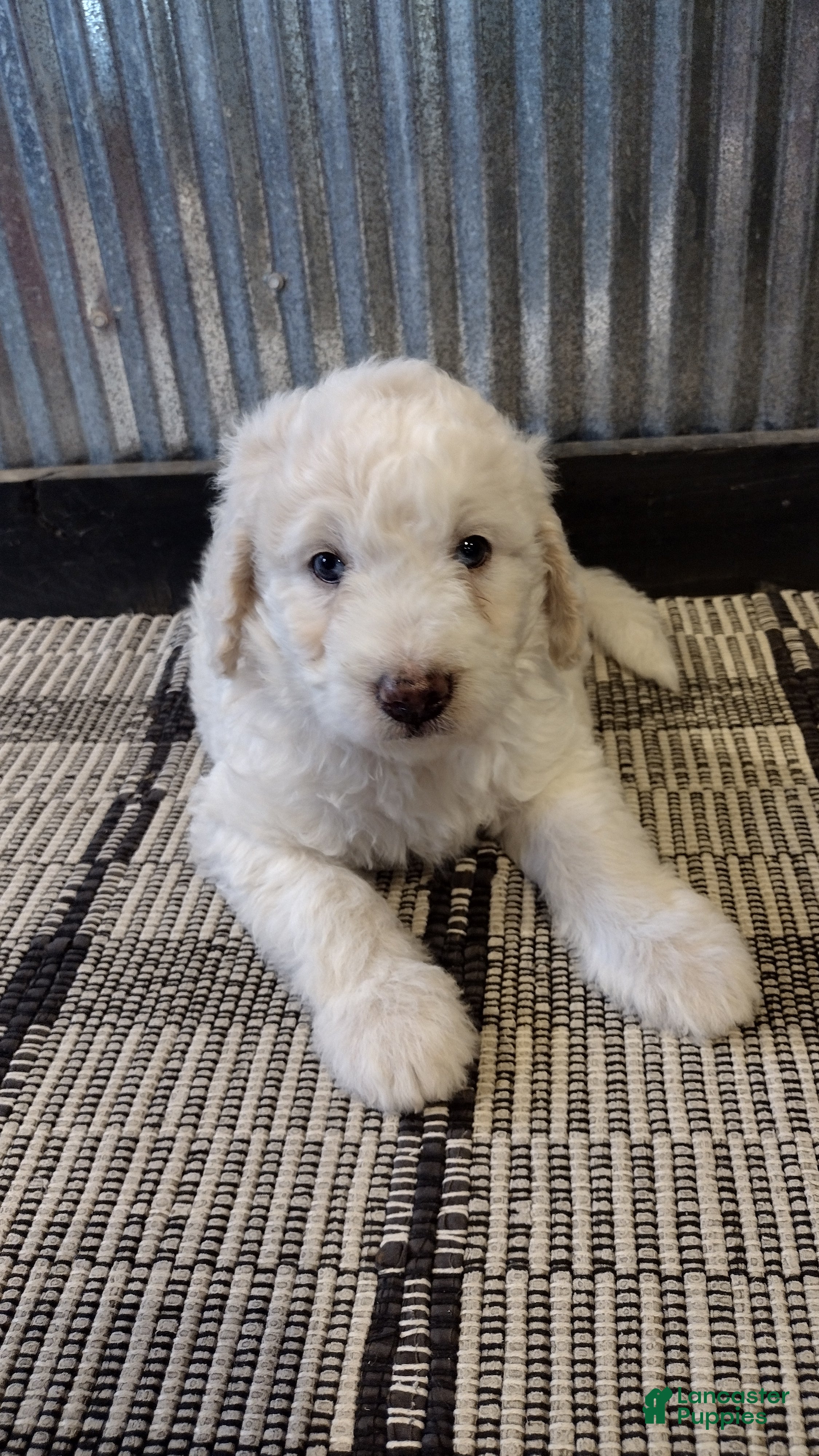 Mini Goldendoodle dogs for sale: Jasper  - Ad 3