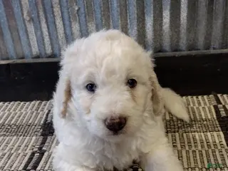 Mini Goldendoodle dogs for sale: Jasper - Ad 3
