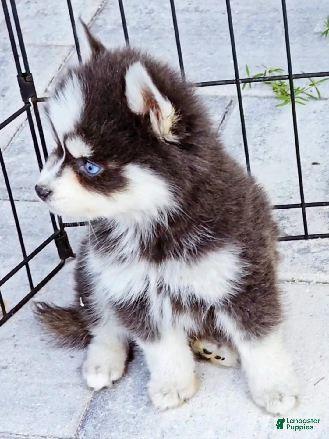 Pomsky dogs for sale: Blue Robin - Ad 6