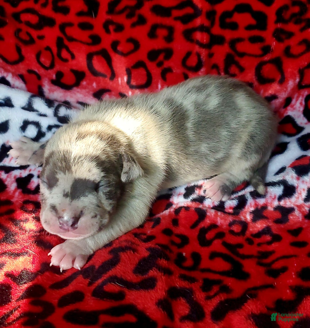 American Bully dogs for sale: "ICE CUBE" - Ad 3