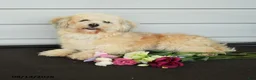 Havanese dogs for sale: Faith - Ad 5