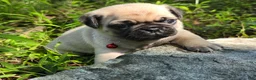 Pug dogs for sale: Moe - Ad 30