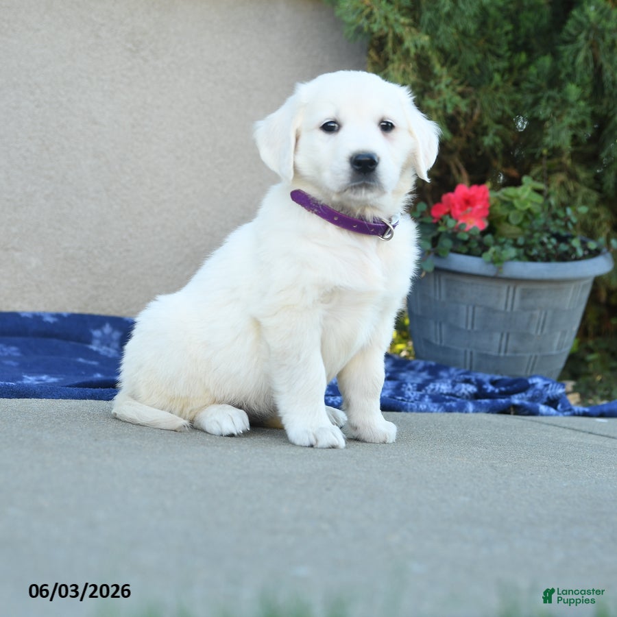 Golden Retriever dogs Fable - Ad 2