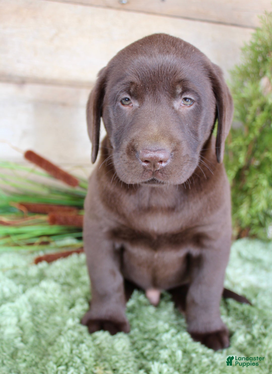 Labrador Retriever dogs for sale: Whinchester  - Ad 3