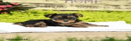 Yorkshire Terrier dogs for sale: Winnie - Ad 4