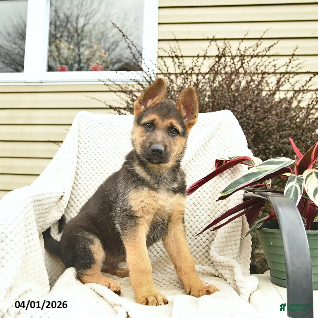 German Shepherd dogs for sale: Hobbit  - Ad 3