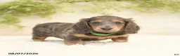 Miniature Dachshund dogs for sale: Lill - Ad 3