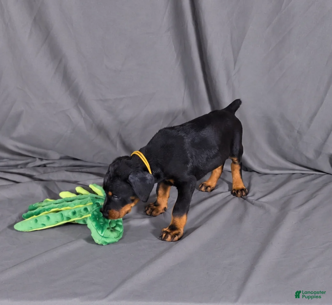 Doberman Pinscher dogs for sale: Charlie - Ad 2