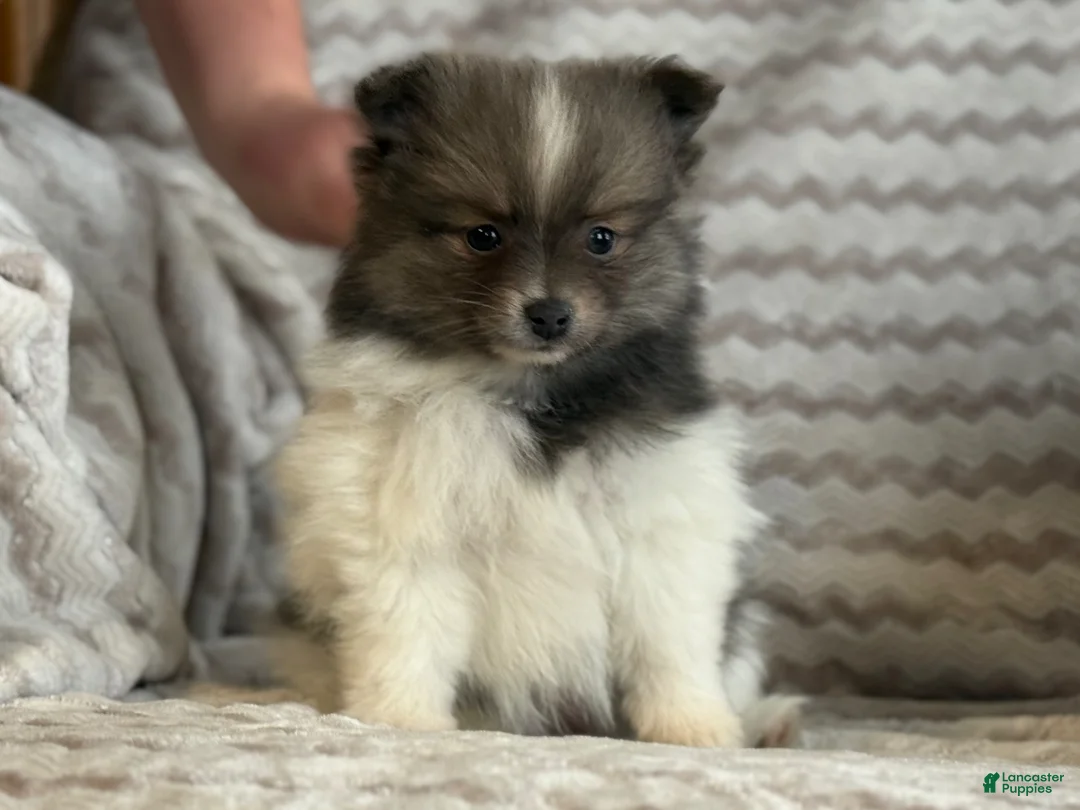 Pomeranian dogs for sale: Rayna - Ad 11