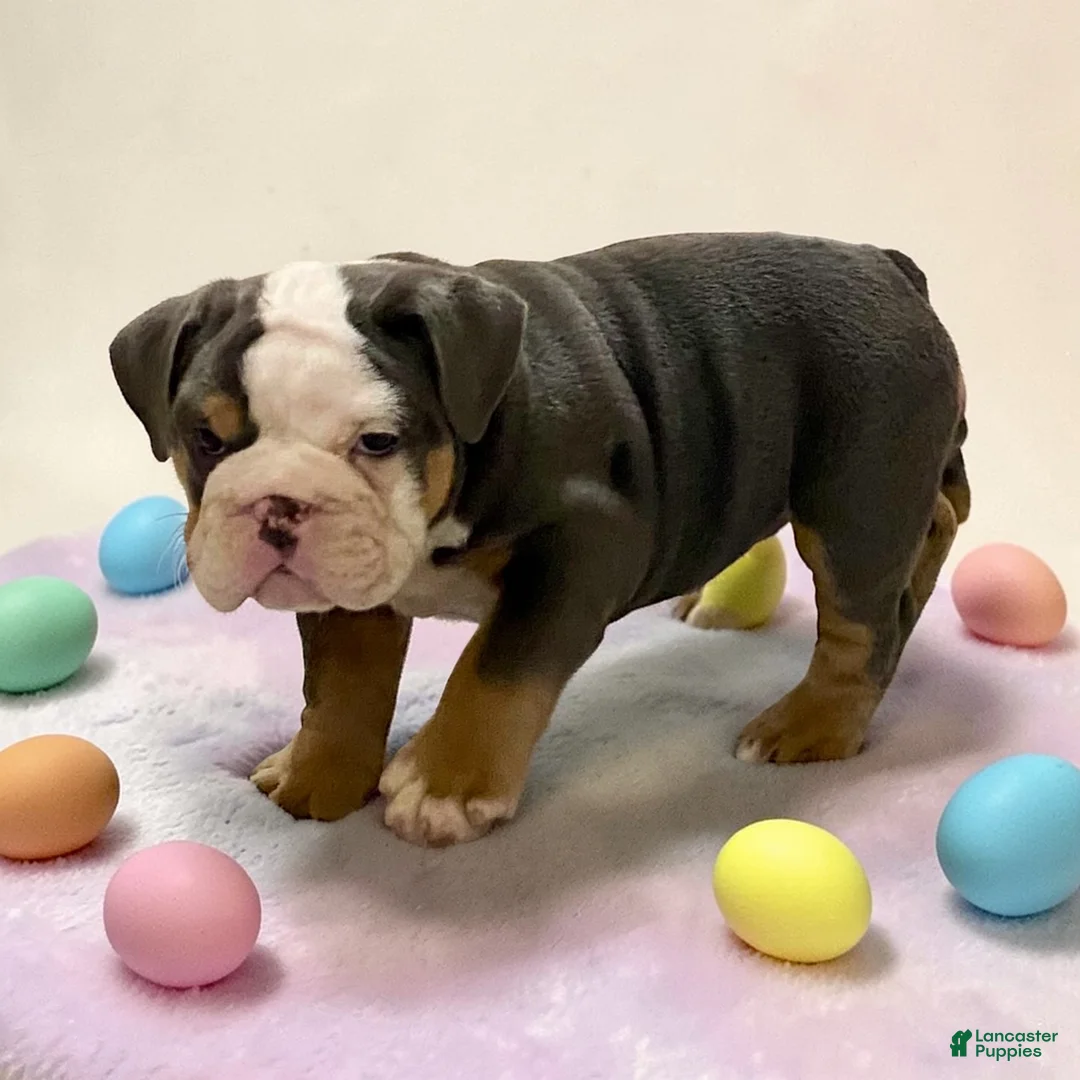 English Bulldog dogs for sale: Blue Beauty - Ad 2