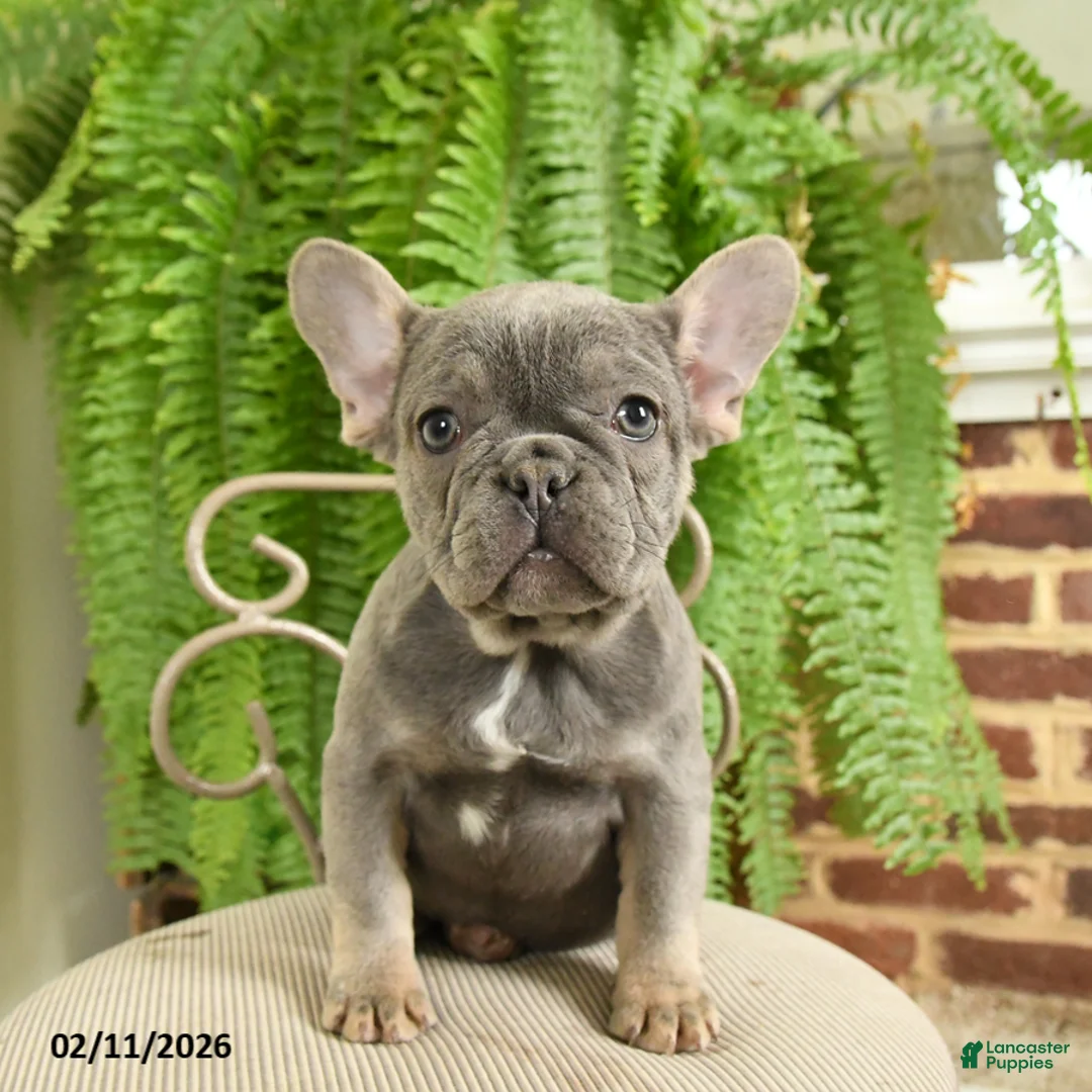 French Bulldog dogs for sale: Taffy - Ad 3