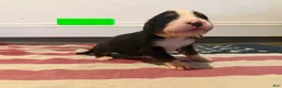 Bernese Mountain Dog dogs for sale: Green - Ad 12