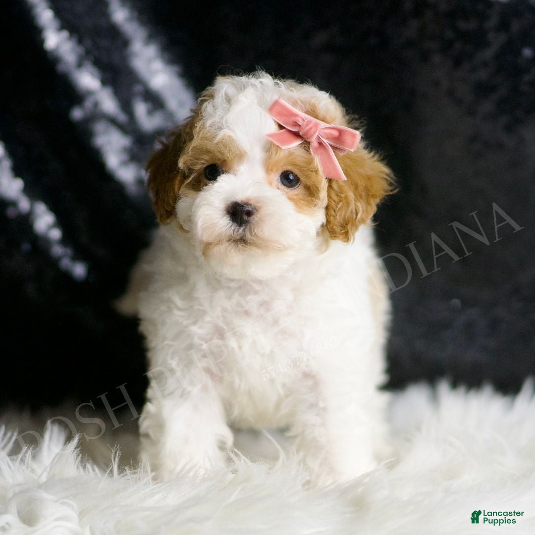 Maltipoo dogs for sale: Ellie - Ad 3