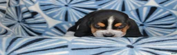 Basset Hound dogs for sale: Mr. Winchester - Ad 3