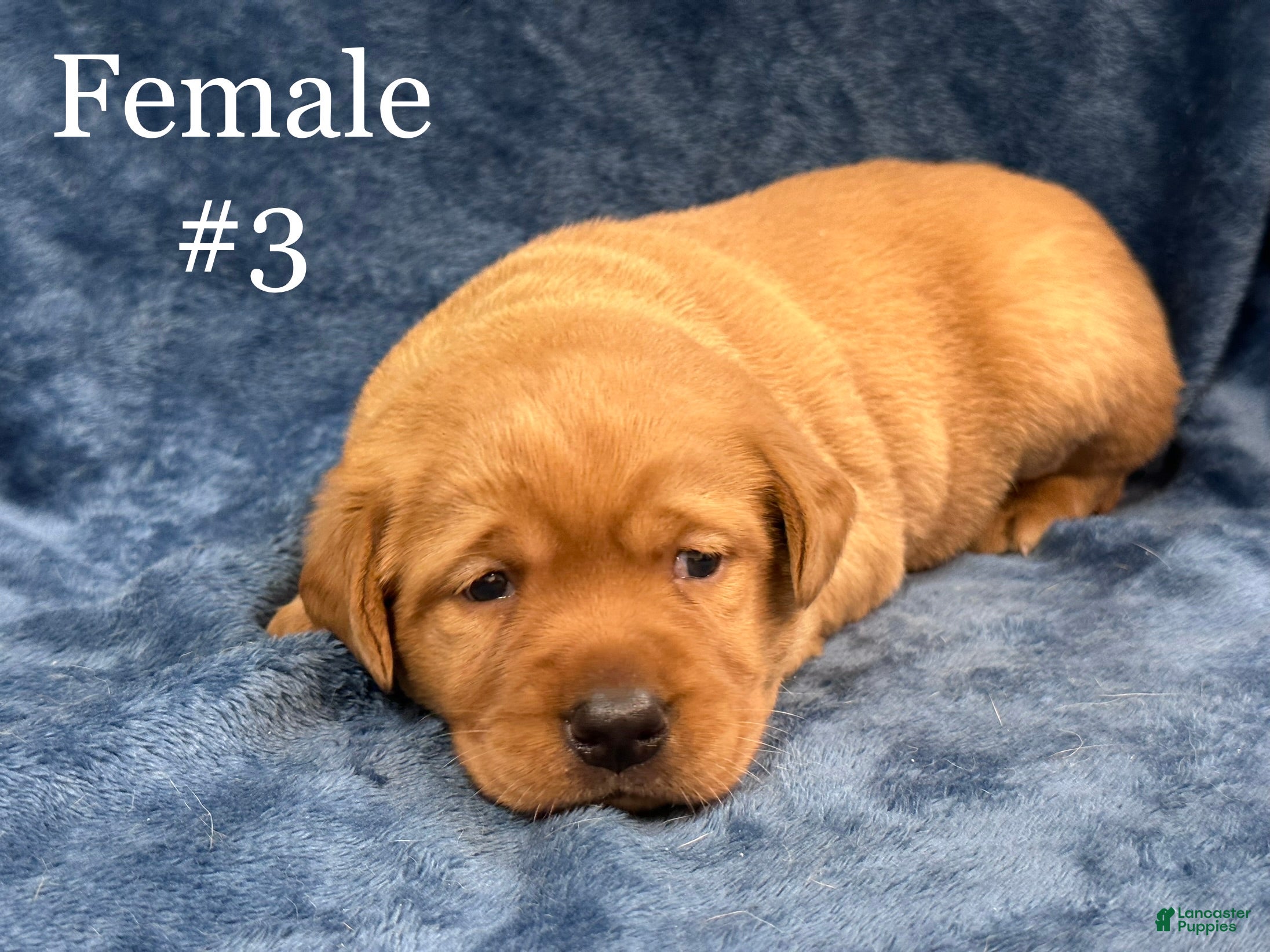 Labrador Retriever dogs Female #3 aka third born pup - Ad 1