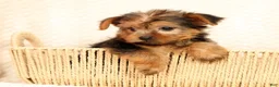 Yorkshire Terrier dogs for sale: Teddy - Ad 4