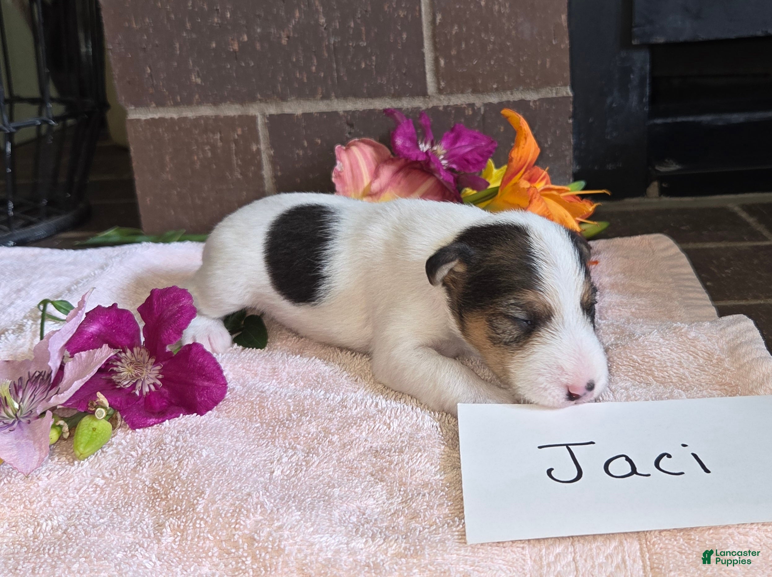 Wire Fox Terrier dogs (Jaci)  Wire Fox Terrier 2 - Ad 2
