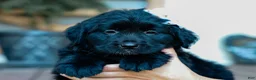 Mixed Breed dogs for sale: Courtney Golden Retriever/Jug Puppy - Ad 5