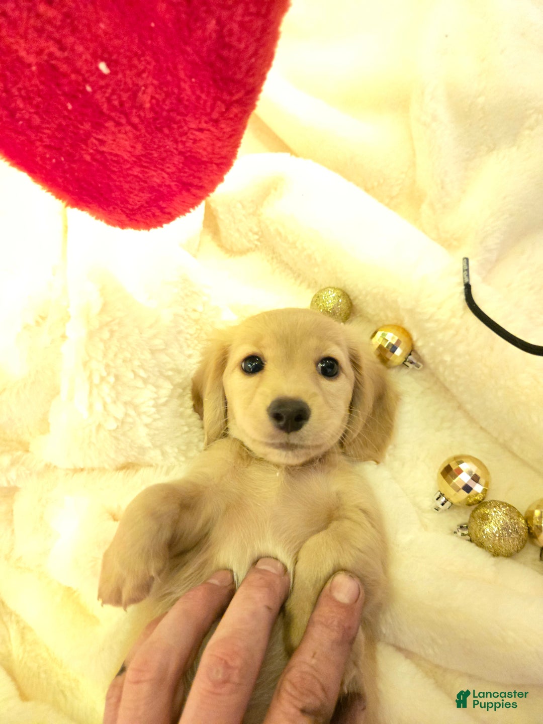 Miniature Dachshund dogs for sale: Blondie is a lil over 8 weeks and ready to go  - Ad 1