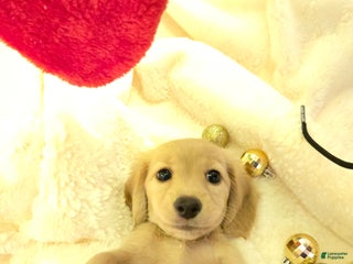 Miniature Dachshund dogs Blondie is a lil over 8 weeks and ready to go - Ad 1