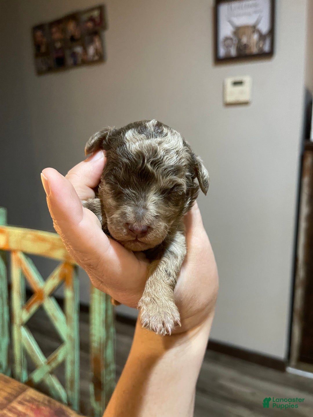 Miniature Poodle dogs for sale: Miniature Poodle Puppy 1 - Ad 30