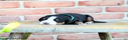 Greater Swiss Mountain Dog dogs for sale: Andreas - Ad 3