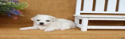 Bichon Frise dogs for sale: Aiden - Ad 3