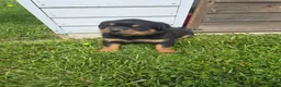 Rottweiler dogs for sale: Daisy  - Ad 1