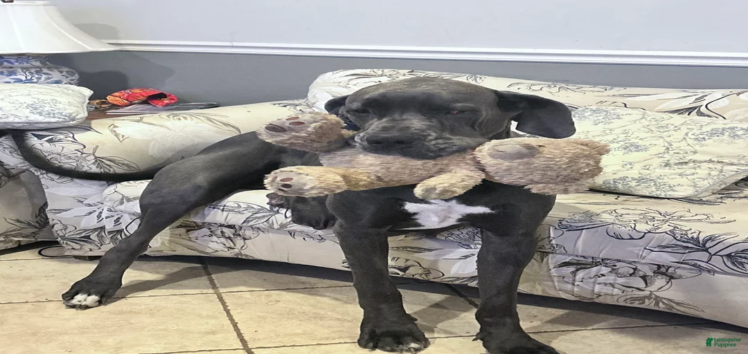 Gallery Image {{count}}