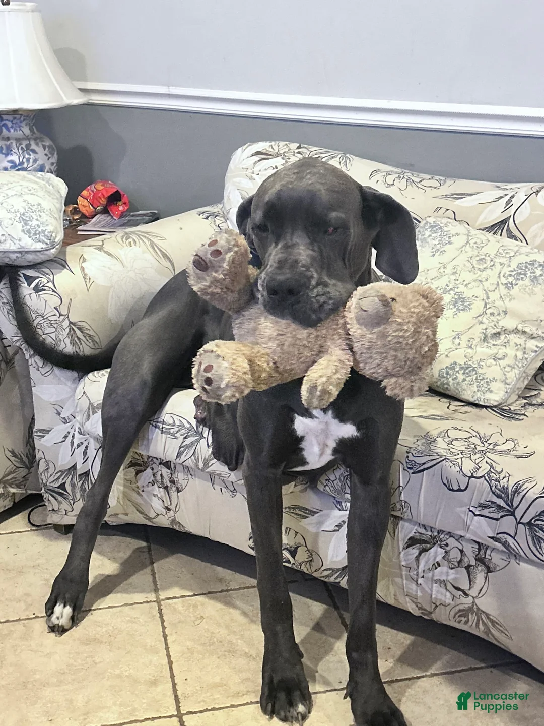 Gallery Image {{count}}