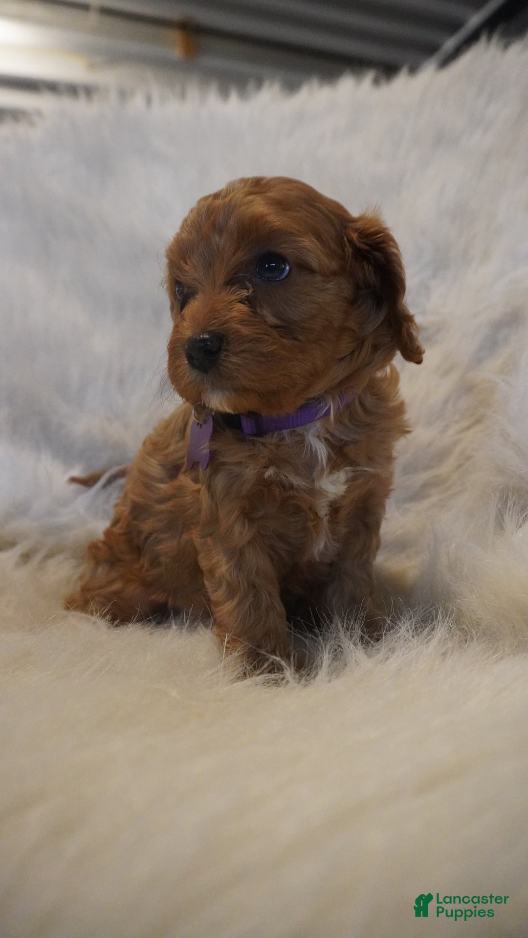 Cavapoo dogs for sale: Pluto  - Ad 11