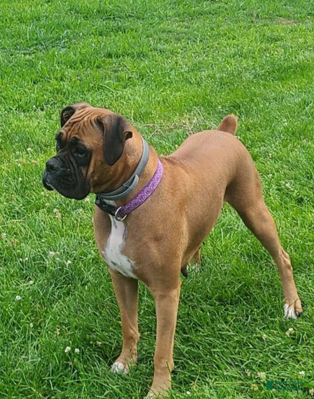 Boxer dogs for sale: Tori - Ad 2