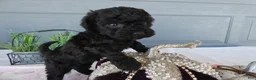 Toy Poodle dogs for sale: Toy Poodle 2 Bella - Ad 2