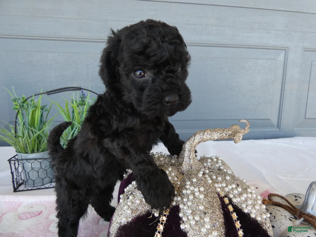 Toy Poodle dogs for sale: Toy Poodle 2 Bella - Ad 2
