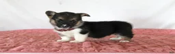 Welsh Corgi Pembroke dogs for sale: Haven - Ad 3