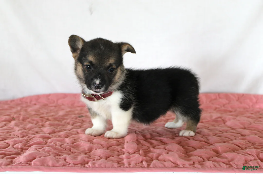 Welsh Corgi Pembroke dogs for sale: Haven - Ad 3