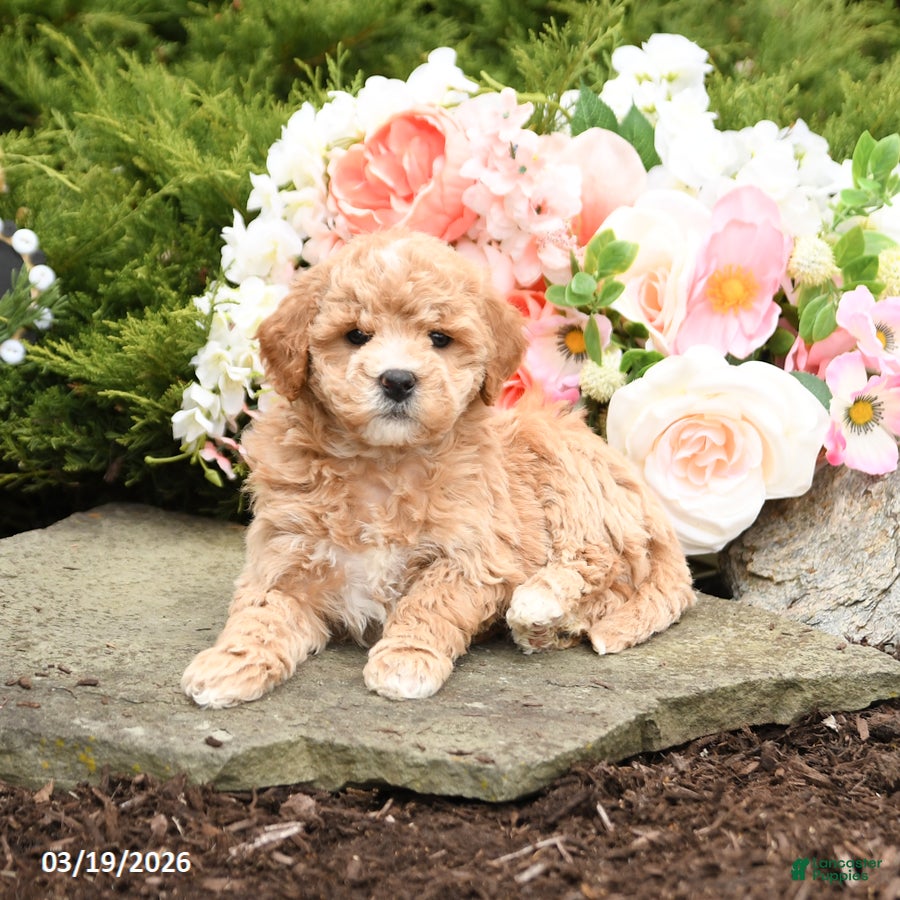 Mini Goldendoodle dogs Sherlock - Ad 2