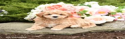 Mini Goldendoodle dogs for sale: Sherlock - Ad 2