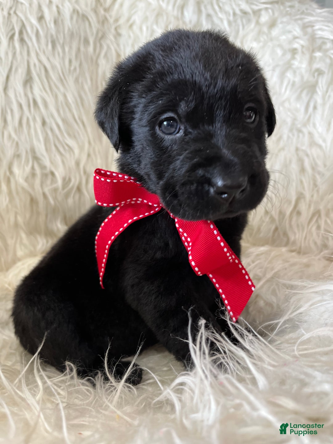 Labrador Retriever dogs for sale: Midnight  - Ad 4