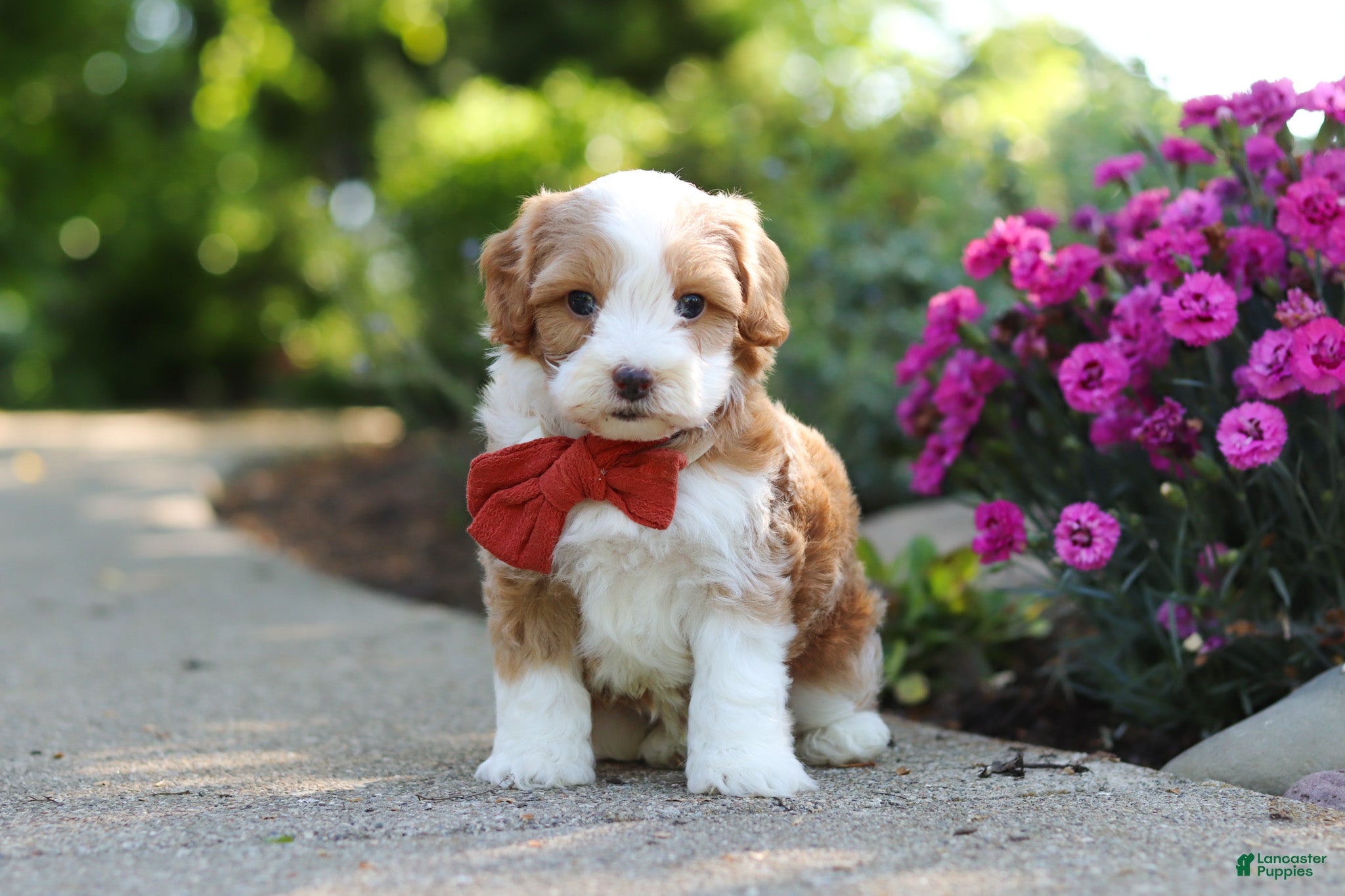 Cavapoo dogs for sale: Baxter - Ad 3