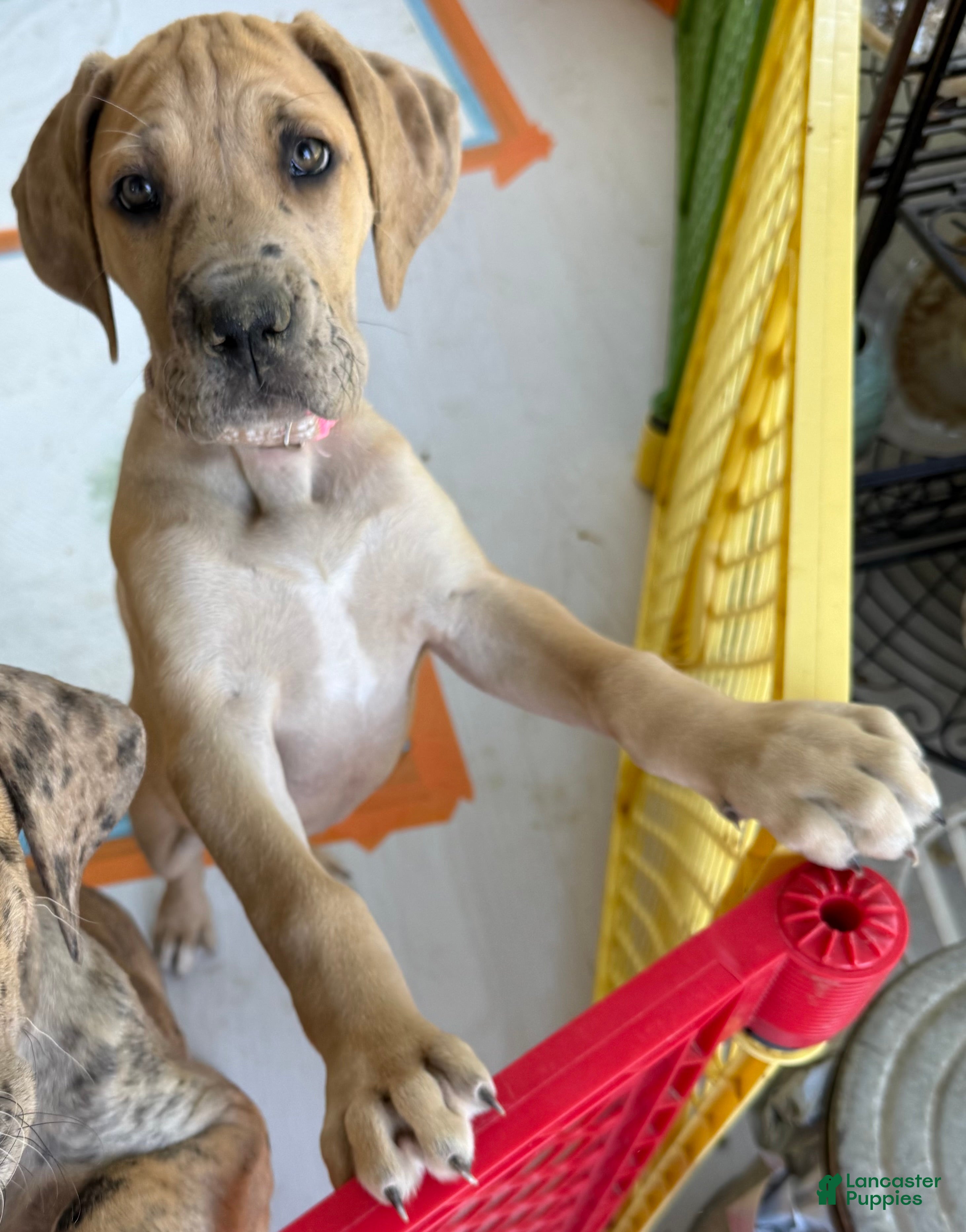 Great Dane dogs Pink - Ad 28