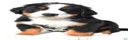 Bernese Mountain Dog dogs for sale: Buddy - Ad 5