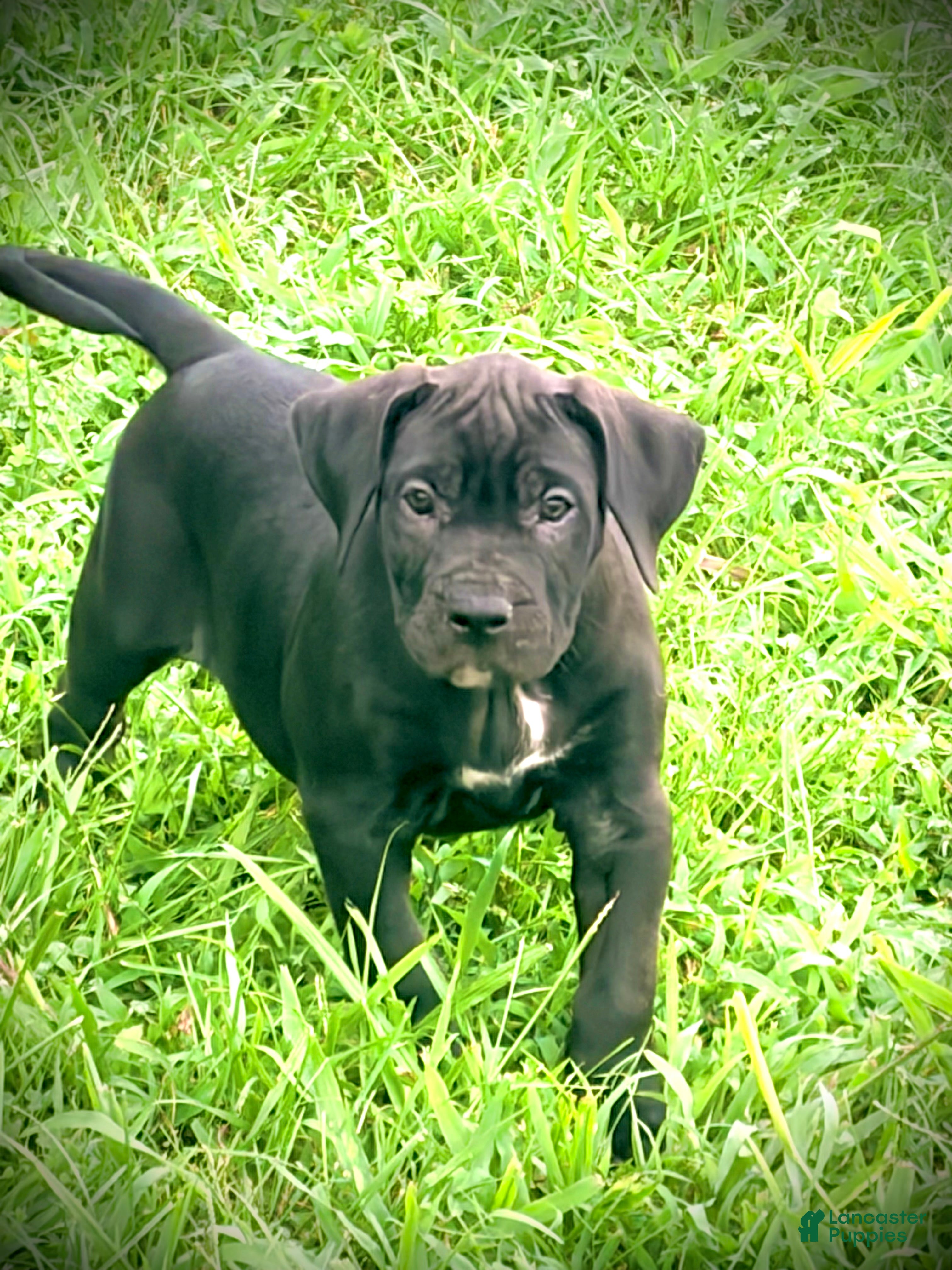 Presa Canario dogs Presa Canario 5 - Ad 2