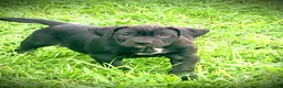 Presa Canario dogs for sale: Presa Canario 5 - Ad 2
